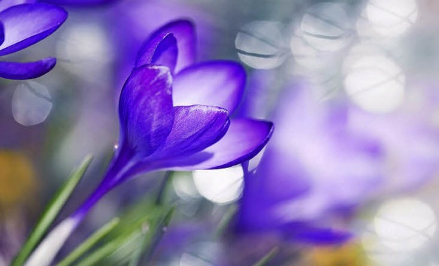 Sehnsucht nach Farbe: Eine Auszeit von...bt&#8217;s bei der Messe Gartentrume.  | Foto: photocase.de/manun