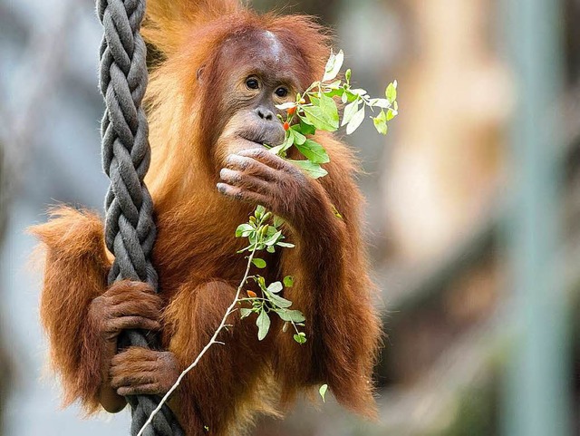 Seit Juli gibt es im Basler Zoo wieder Orang-Utans.  | Foto: Zoo Basel