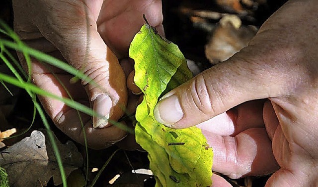 Kunstwerke mit Naturmaterialien knnen Teilnehmer in einem VHS-Kurs herstellen.   | Foto: Privat