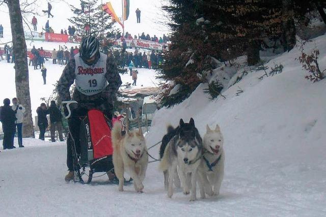 Die Todtmooser Schlittenhunderennen 2013