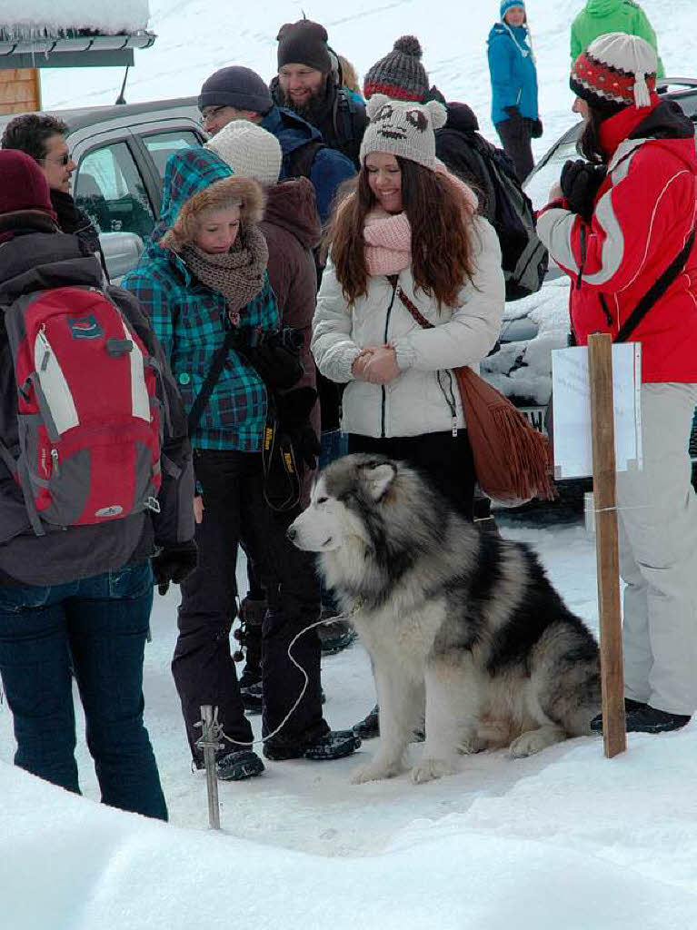 Impressionen vom Todtmooser Schlittenhunderennen