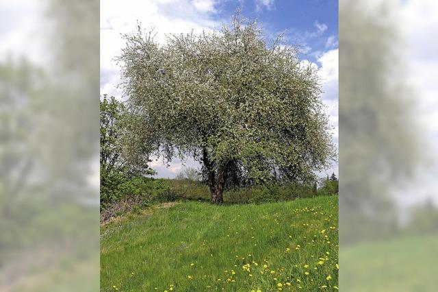 Der vergessene Ahne des Apfelbaums