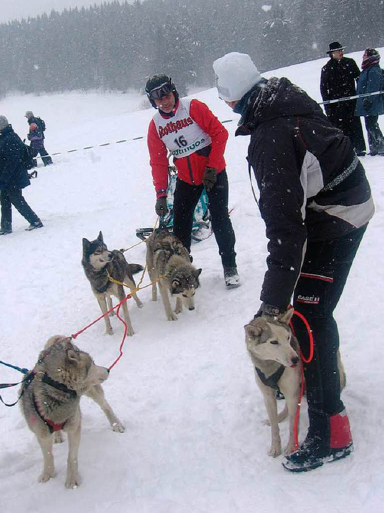 Impressionen vom Todtmooser Schlittenhunderennen