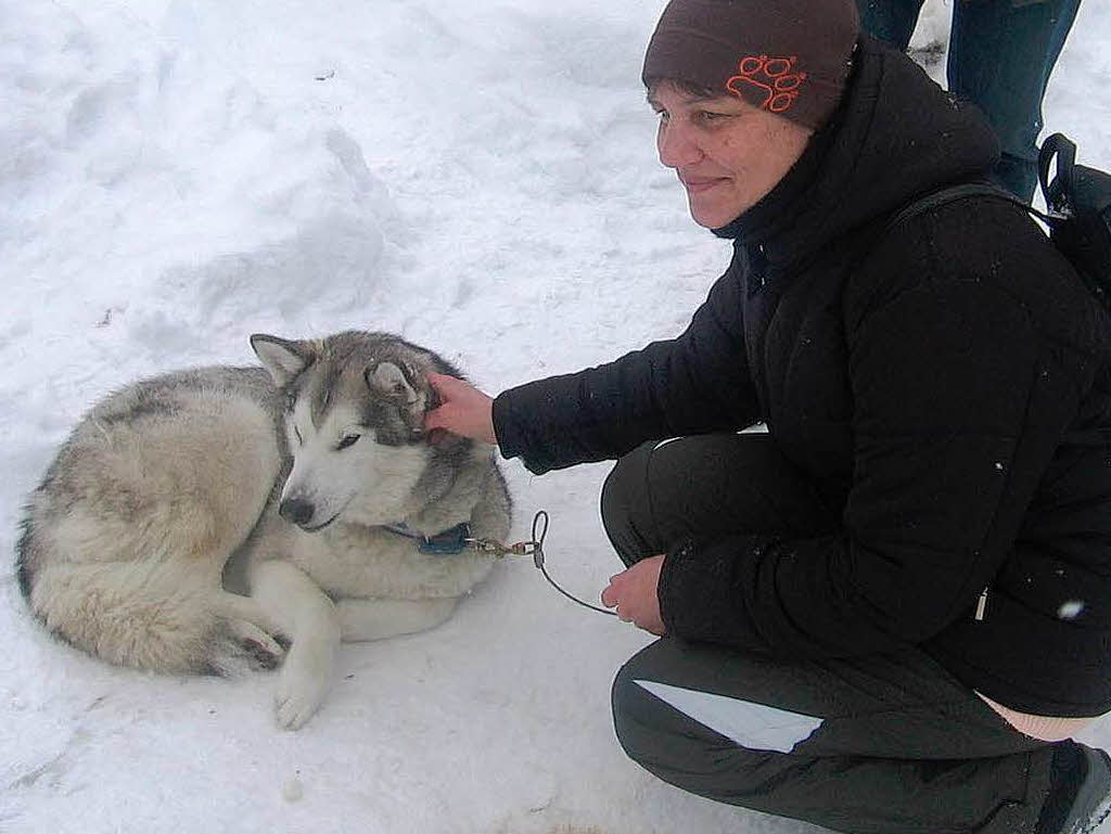 Impressionen vom Todtmooser Schlittenhunderennen