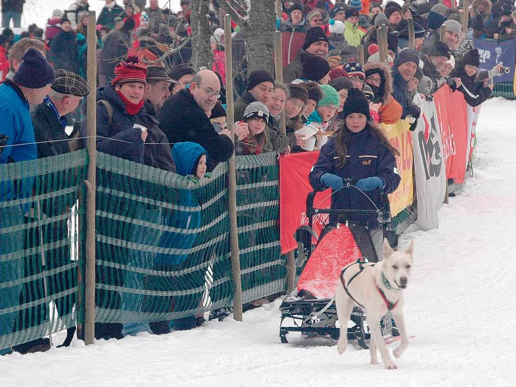 Impressionen vom Todtmooser Schlittenhunderennen