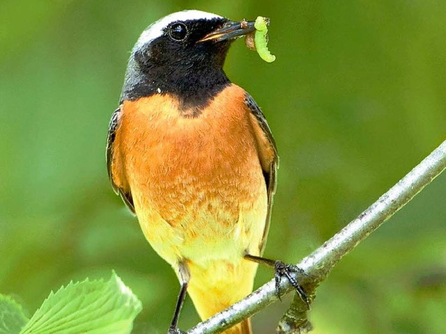 Ein Gartenrotschwanz  | Foto: NABU