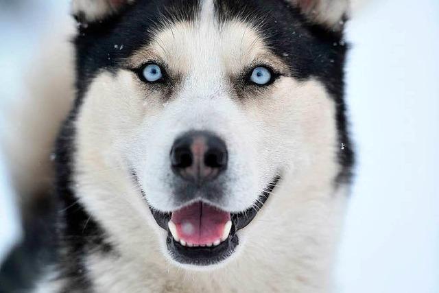 Fotos II: Das Schlittenhunderennen in Todtmoos