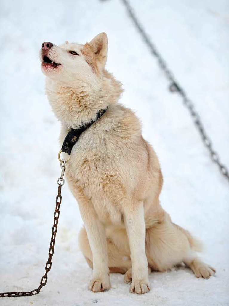 Mensch und Tier im Schnee: Das Schlittenhunderennen in Todtmoos
