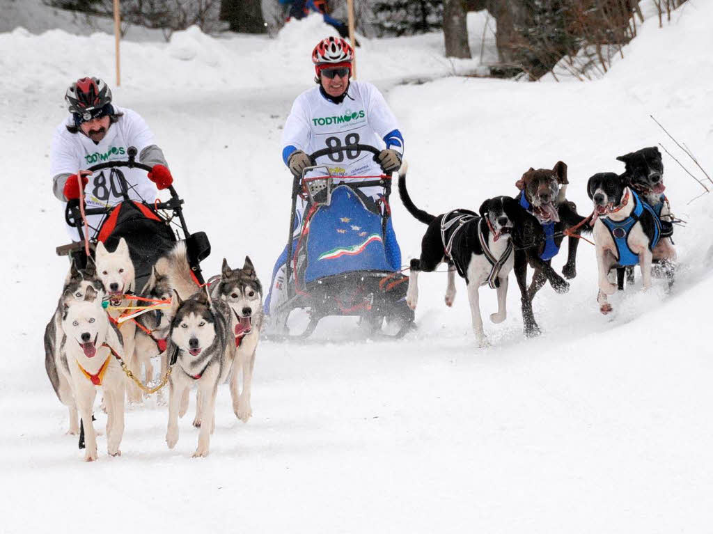 Mensch und Tier im Schnee: Das Schlittenhunderennen in Todtmoos