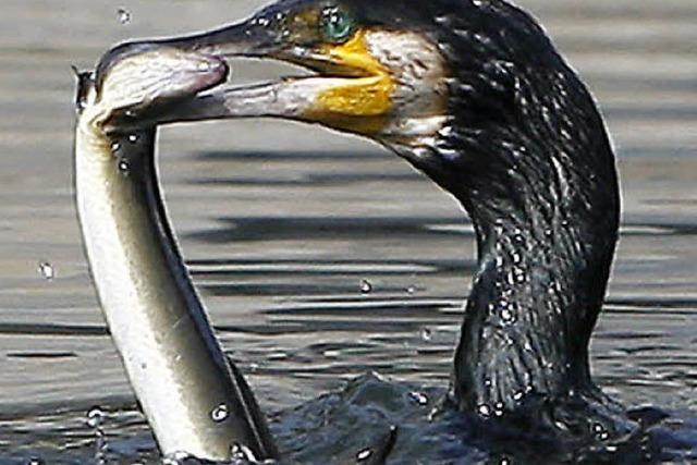 Dem Kormoran geht es an den Kragen