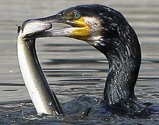 Ein erwachsener Kormoran frisst rund ein Pfund Fisch pro Tag.   | Foto: dpa