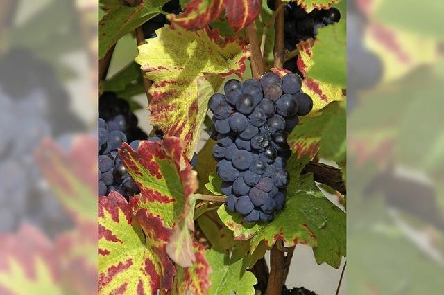 Glottertäler Weinumsatz springt über zwei Millionen Euro