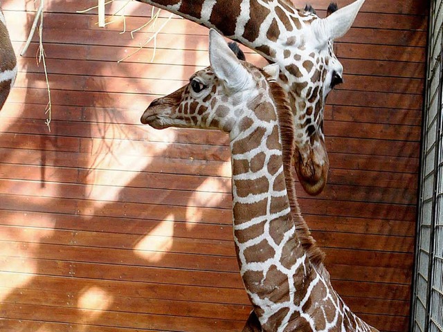 Das Giraffenbaby Anna ist bereits 1,70... ihre Mutter in der Wilhelma besuchen.  | Foto: dpa