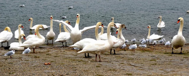 Wyhl. Schwne, Enten. Mwen und auch a...ten darauf, dass sie gefttert werden.  | Foto: Roland Vitt