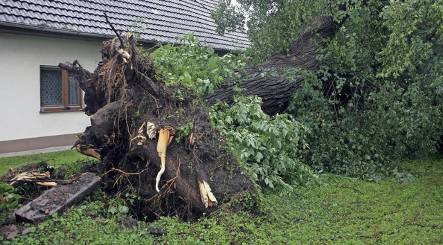 Der Sturm im Juni 2012 richtete auch i...rzelte er diese 140 Jahre alte Linde.   | Foto: archivbild: martin frenk