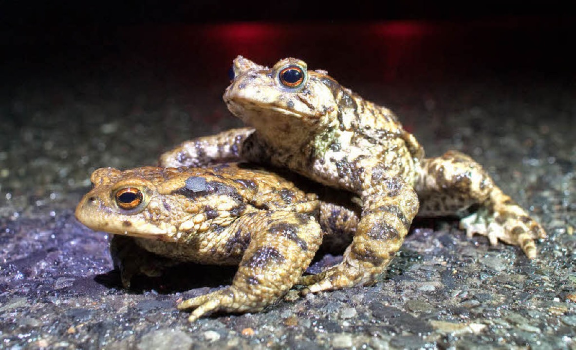 Die Kröten sind wieder unterwegs Ettenheim Badische Zeitung