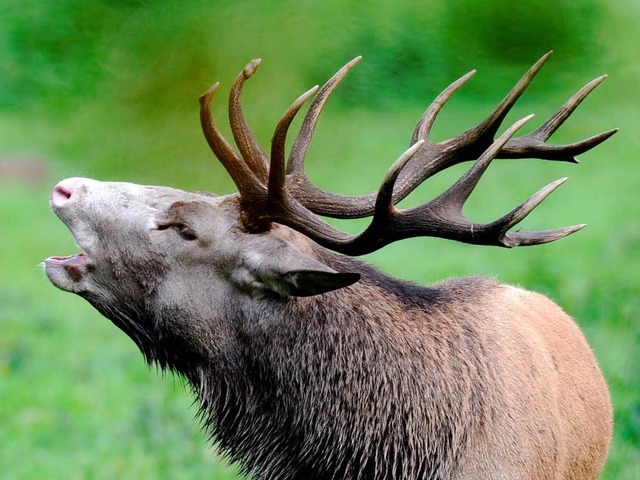 Jagd-Verbotszonen werfen viele Fragen auf.  | Foto: dpa