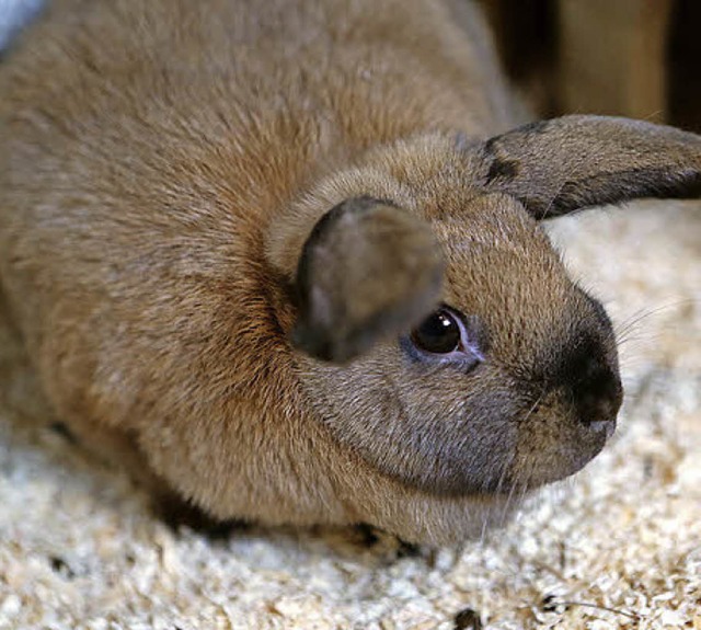 Kaninchen Niki   | Foto: C. Breithaupt