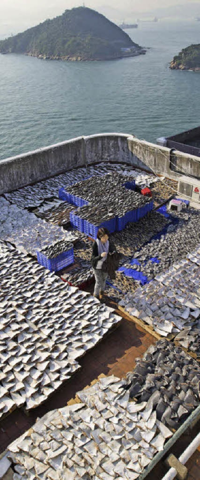 18000 Haifischflossen trocknen auf einem Dach in Hongkong.   | Foto: AFP