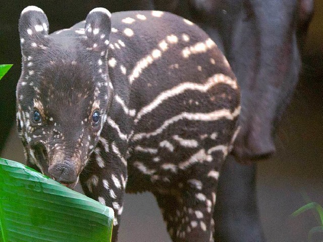 Der kleine Tapir-Junges kam am 9. Febr...htigen Namen fr den kleinen gesucht.   | Foto: dpa