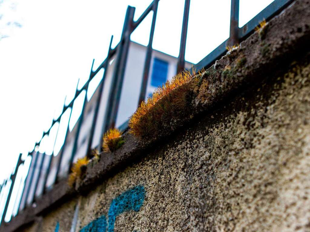 Im Stühlinger steht eine Mauer mit vielen Gesichtern. Im Stühlinger steht eine Mauer mit vielen Gesichtern.