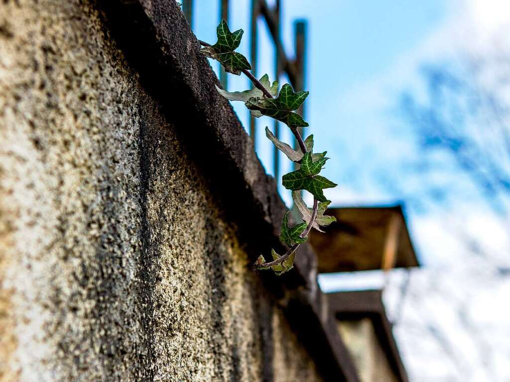 Im Stühlinger steht eine Mauer mit vielen Gesichtern. Im Stühlinger steht eine Mauer mit vielen Gesichtern.