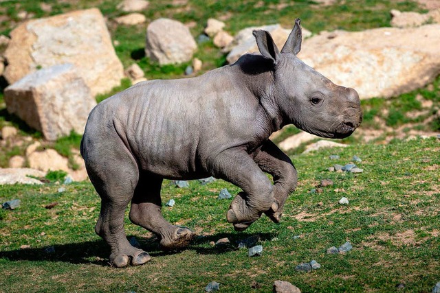 Groe Freude im San Diego Zoo in den U...Breitmaulnashorn, das Licht der Welt.   | Foto: afp