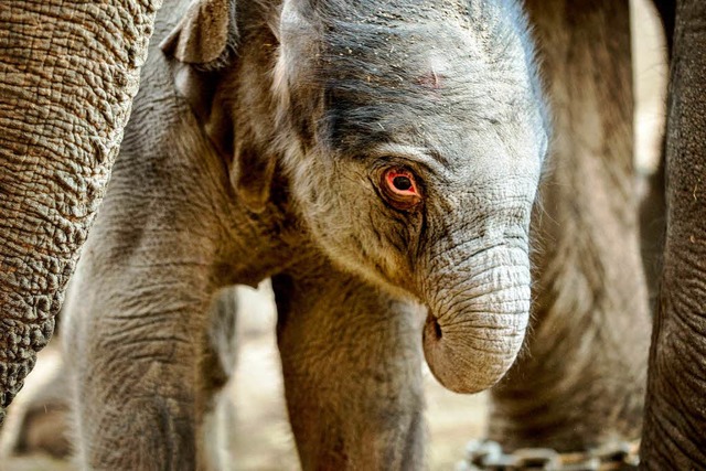 Im Zoo Kopenhagen wurde ein kleines El...lefant ist schon 75 Kilogramm schwer.   | Foto: dpa