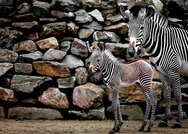 Zebra-Nachwuchs, gab es vor einigen Wo...ra bleibt immer ganz nah bei der Mama.  | Foto: dpa