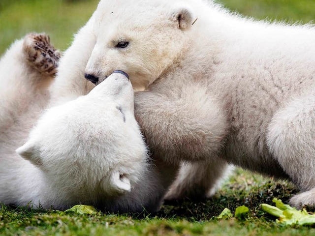 In den Niederlanden toben auch die die...jungen Polarbren schon im Gras herum.  | Foto: dpa