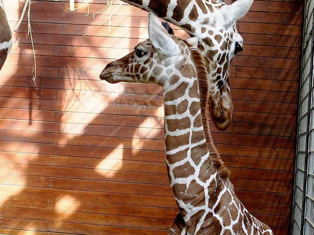 Giraffenbaby Anna kam in der Wilhelma ...uschelt sich neben ihre Mutter Kitale.  | Foto: dpa