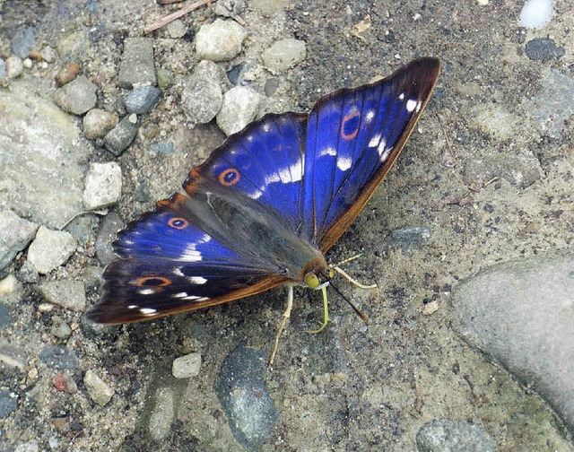 Trotz der blauen Farbe heit dieser Falter  Purpurbr.  | Foto: Nantscheff