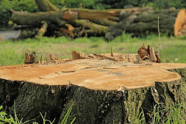 Holzhandel: China schert sich nicht um die Bewahrung von Wldern