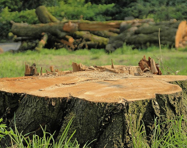 Holz ist  in China eine begehrte Schmuggelware.   | Foto: Otta (Fotolia.com)