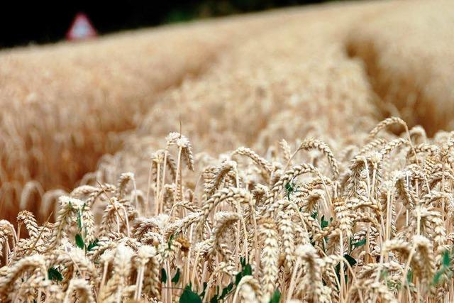 Polen und Ungarn: Angst vor westlichen Bodenspekulanten