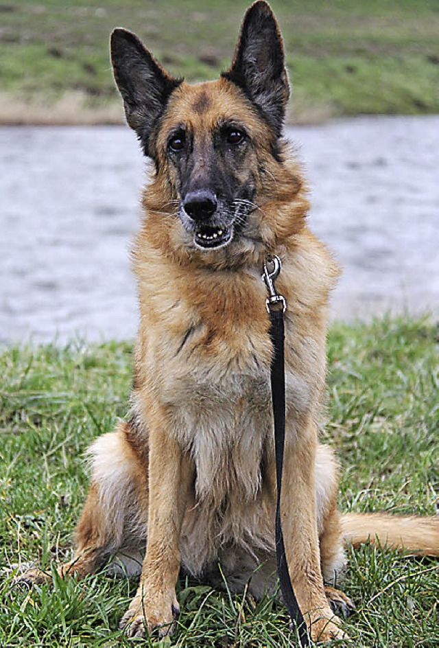 Ein Bild von einem Schferhund: Die fast achtjhrige Nana sucht ein Zuhause.   | Foto: Tierheim