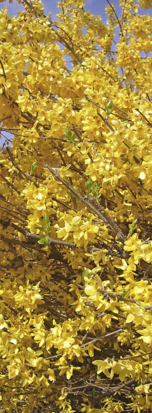 Muss in Form geschnitten werden: die Forsythie.  | Foto: Charlotte Bhler-Mller