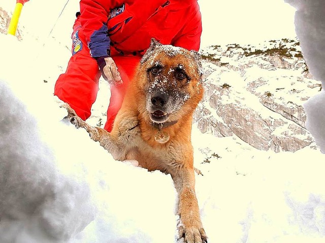 Lawinensuchhund  | Foto: dapd