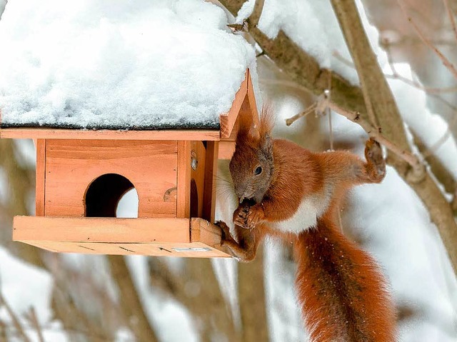 Ganz ohne Flgel hat es sich aufgemach...s Futter im Vogelhuschen zu erobern.   | Foto: dpa