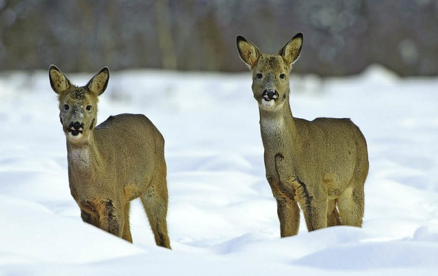 Rehe sollen im Lffinger Stadtwald knftig strker bejagt werden.     | Foto: W. Rolfes