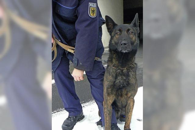 Polizeihund beißt Mann, der nun Strafanzeige erstellt