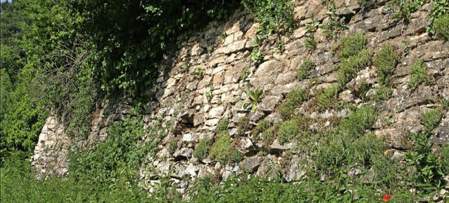 Historische Trockenmauer im Gewann Httenbhl  | Foto: Stadt Herbolzheim