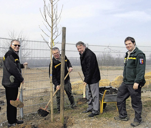 Ein Gingko-Baum  wurde im Naturzentrum... (Leiter des Naturzentrum Rheinauen).   | Foto: Privat