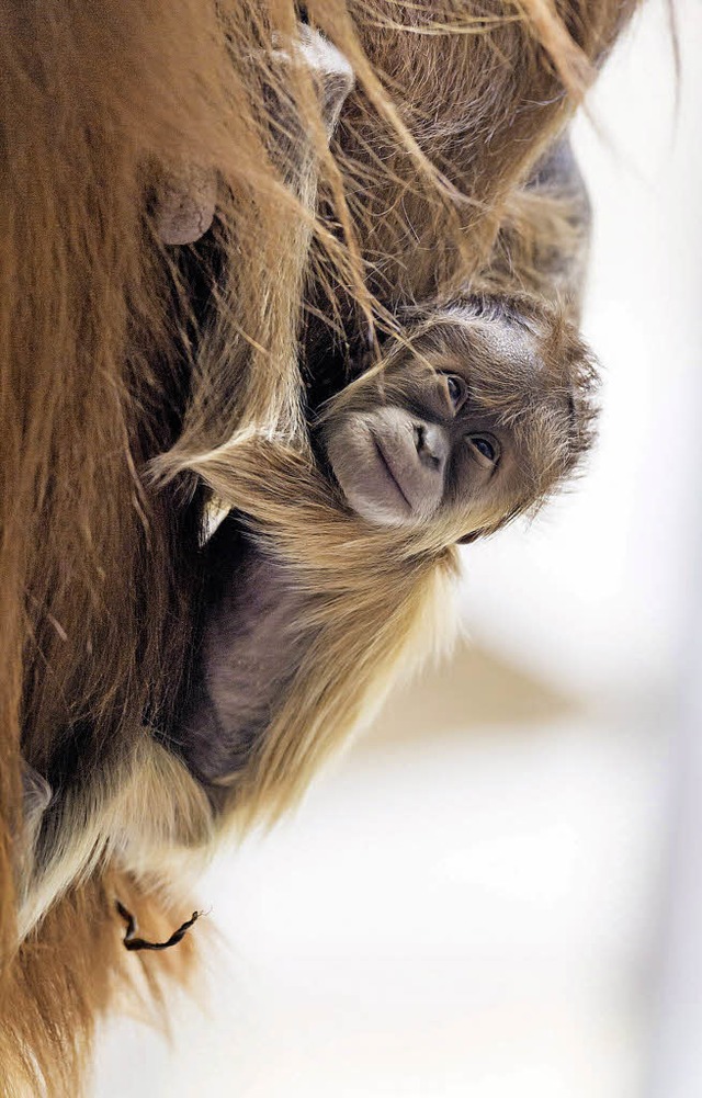 Der kleine Zottel   | Foto: Zoo Basel