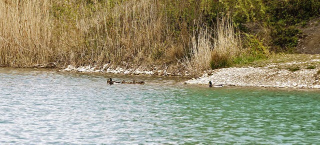 Enten haben mit der Uferbschung des Steinenstdter Baggersees kein Problem.   | Foto: Alexander Anlicker