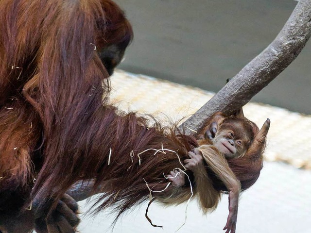 Vor einigen Tagen, kam das Orang-Utan-...uf dem Arm ihrer Mutter  Revital ein.   | Foto: Zoo Basel