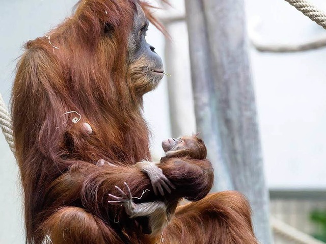 Die zwlfjhrige Revital ist erstmals ... liebevoll um ihren kleinen Nachwuchs.  | Foto: Zoo Basel