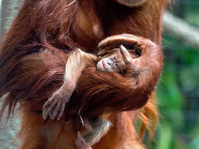 Vllig erschpft klammert sich Ketawa ... schielt sie verschlafen ber den Arm.  | Foto: Zoo Basel