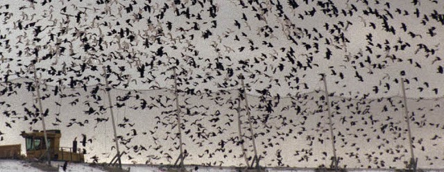 Der Schrecken der Landwirte: Tausende Krhen auf Futtersuche   | Foto: DPA