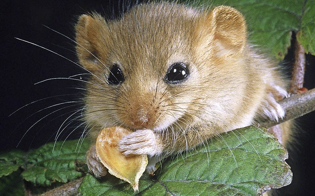 So sieht sie aus, die kleine Haselmaus.   | Foto: Walter Tilgner/dpa